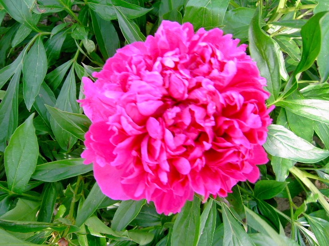 Harry Richardson Peony, 3-5 eye - Click Image to Close